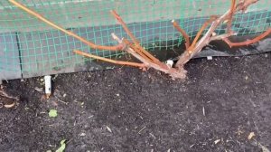 ? Не допускайте моих ошибок в посадке актинидии.Как подготовить,укрыть виноград и актинидию на зиму