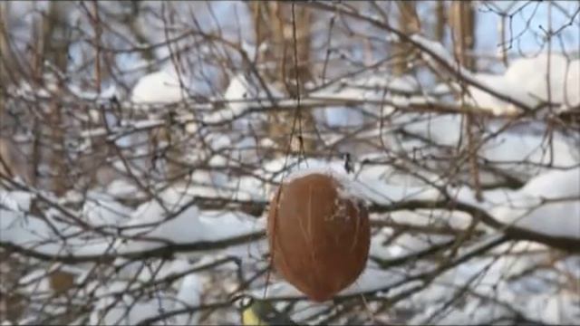 Опыт № 9.Кокос и синицы. смотреть онлайн