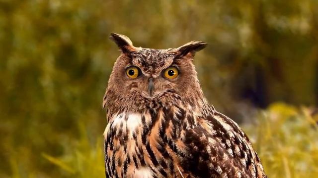 Филин (Bubo bubo) - Интересное про филина рассказывает сам филин смотреть онлайн