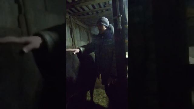 Видео как определить стельнось коровы на 7 месеце стельности смотреть онлайн
