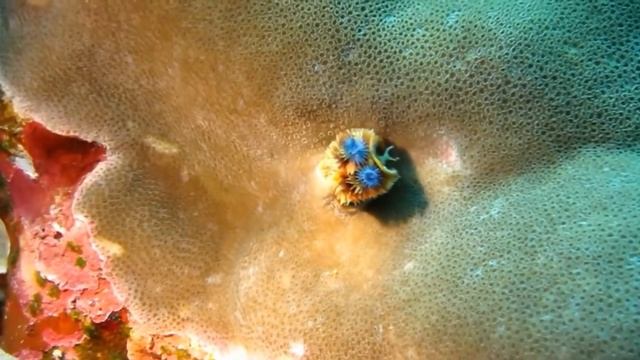 Шарм или Хургада? Куда поехать весной в Египет? Где лучше ? смотреть онлайн