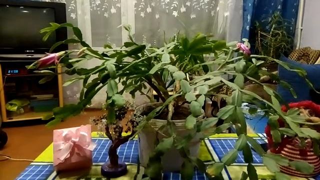 Заговор против морщин. смотреть онлайн