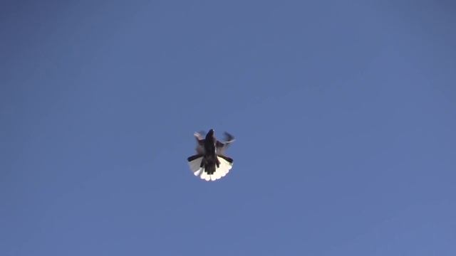 СВГ Хорошая весенняя погода 3.03.2019 г смотреть онлайн