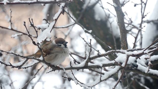 ВОССТАНОВЛЕНИЕ НЕРВНОЙ СИСТЕМЫ! Зимняя сне расслабляющая музыка, Эту музыку можно слушать вечно! смотреть онлайн