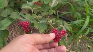 Ежемалина Ред Даймонд! Первое плодоношение!