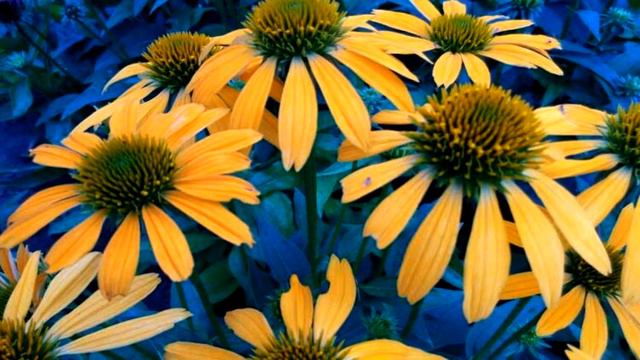Echinacea flowers (HD1080p) смотреть онлайн