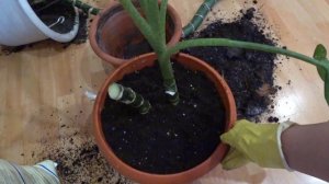 ?Пересадка и черенкование трехметровых диффенбахий. Выращивание и уход в домашних условиях.