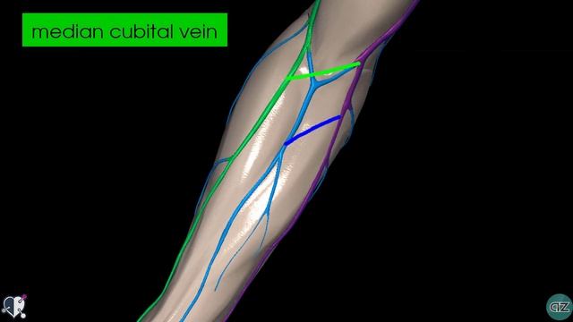 Upper Limb Veins - 3D Anatomy Tutorial смотреть онлайн