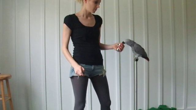 Clicker Training Made Easy смотреть онлайн