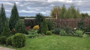 Шаровидная туя - покорительница клумб! Не можешь выбрать! Посмотри!☺️