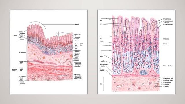 Unveiling the Histology of the GIT: Oesophagus and Stomach | An In-depth Educational Exploration смотреть онлайн