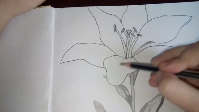 Лилия простым карандашом смотреть онлайн