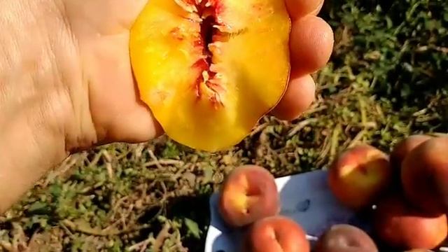 Персик Роял Естет. Peach Royal Estate. Самий смачний осінній сорт в моїй колекції смотреть онлайн
