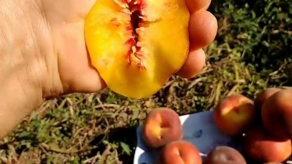 Персик Роял Естет. Peach Royal Estate. Самий смачний осінній сорт в моїй колекції