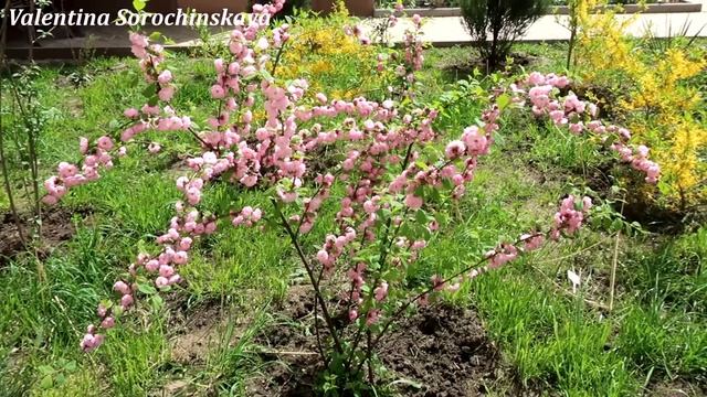 ?Левенцовка - цветущая, весенняя! ? Ростов-на-Дону смотреть онлайн