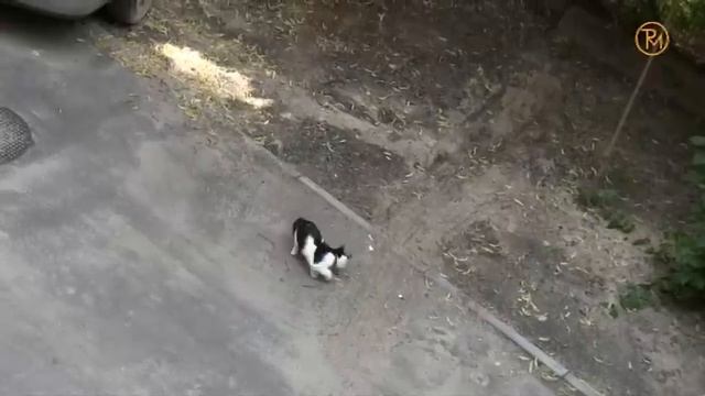 Thrill-Seeking Wheels & Cheer