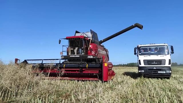 Продолжаем убирать озимый рапс, первые нюансы! смотреть онлайн
