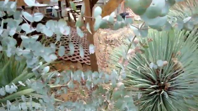 Eucalyptus cinerea смотреть онлайн
