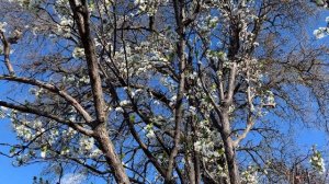 ✅Как защитить цветущие фруктовые деревья от заморозков?