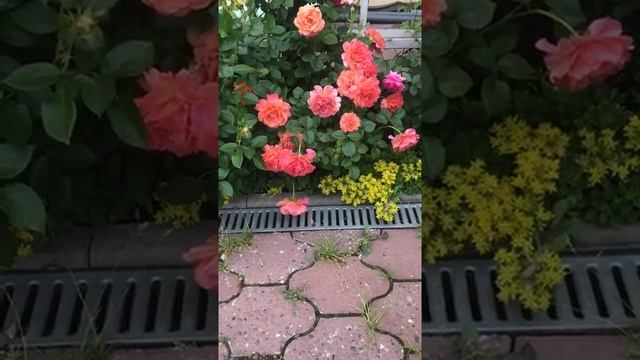 Роза «Easy Does It» (HARpageant, Steinfurther Abendsonne, Firestar) смотреть онлайн