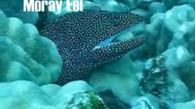 SCUBA Diving off Kauai (Ni'ihau Island) смотреть онлайн