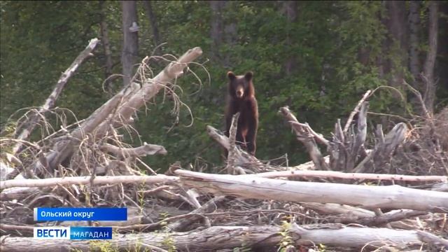 Колымские ученые завершили первый этап проекта изучения птиц-хищников, питающихся рыбой смотреть онлайн