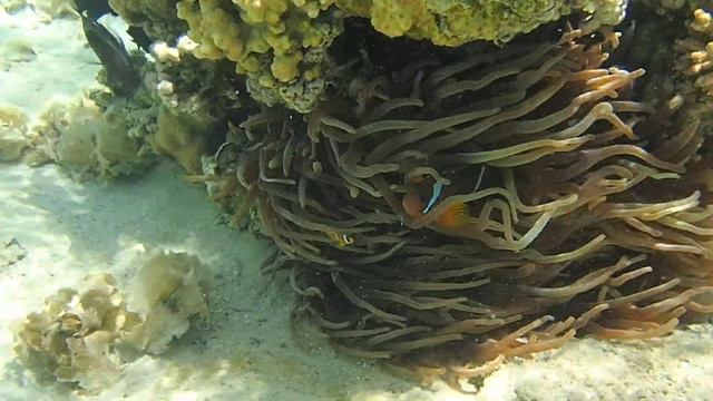 амфиприоны, трехпятнистые дасциллы, черви новогодняя елка и цветущий коралл смотреть онлайн