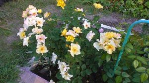 Роза Ali Dorate .Роза флорибунда Али Дорате .Видео обзор сорта