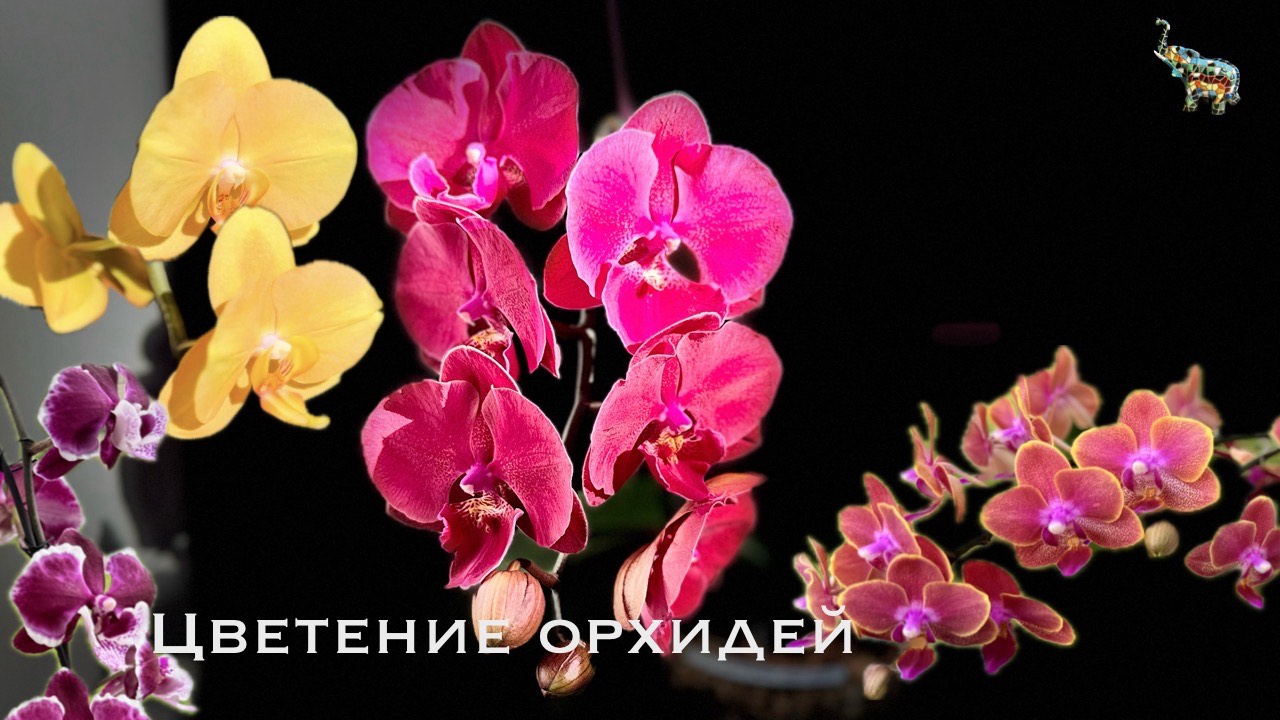 Цветение орхидей #phal Карина, Bolzano, Sogo Super, Lausanne, Пират Пикоти, Sogo Vivien, Дикий кот, смотреть онлайн