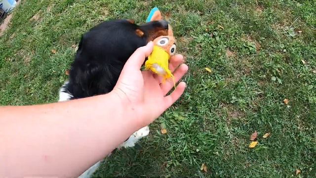 Training my Epagneul Breton ( 8-4-20) смотреть онлайн