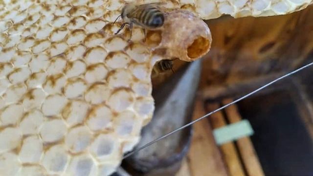 Суш, вощина, перга, расплод, матка, трутень, пчела, прополис, мед