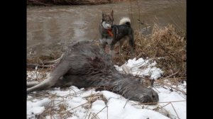 Сергей Звягин (Новокузнецк) о собаках удмуртского питомника ЗСЛ