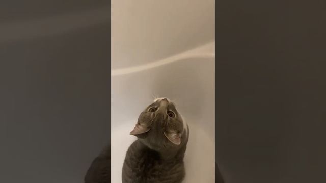 Весёлые увлечения кота Саймона смотреть онлайн