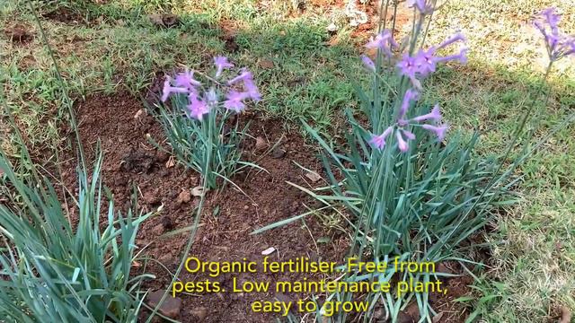 Society Garlic Wild Garlic Lily Sweet Garlic Tulbaghia Violacea Fragrant Lilac Lavender Flowers