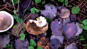 Поздние осенние грибы  Говорушки, Рядовки, Денежки