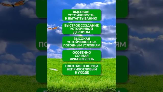 Зеленая лужайка Семена газона , газонная трава для дачи, сада, огородов, спортивных площадок, клумб смотреть онлайн