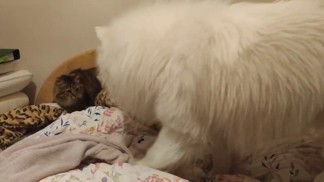 Рич и Лиса в кровати 2022 01 21 смотреть онлайн