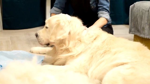 Экспресс-линька Ретривера.