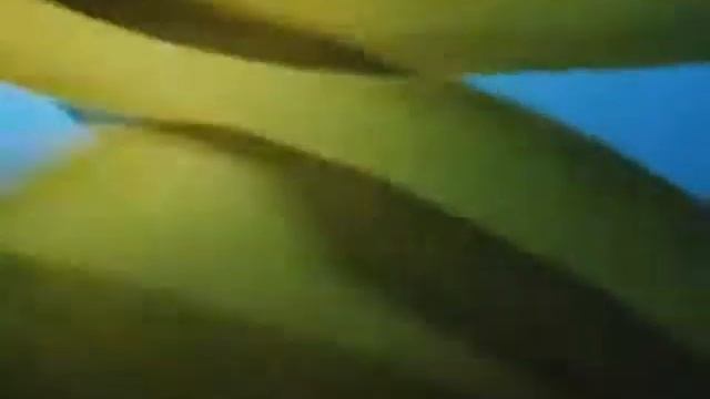 Морская водоросль ламинария 1 смотреть онлайн