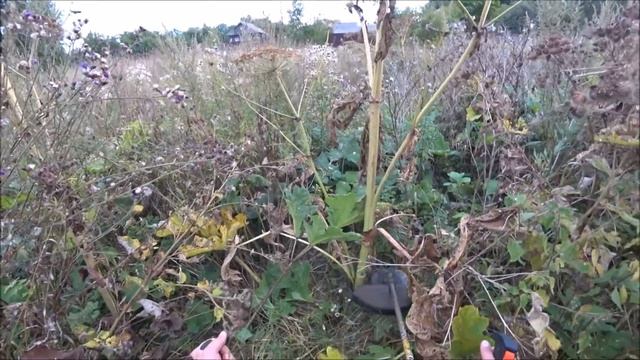 Зелёная опасность ! Косим триммером. (диском) смотреть онлайн