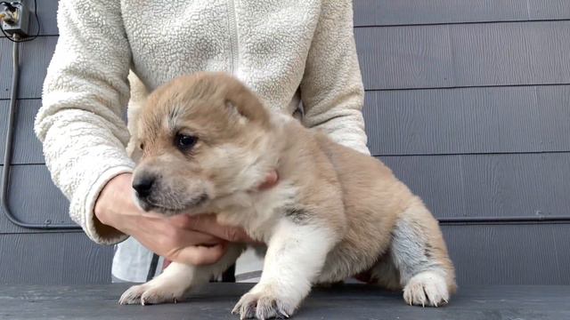 central asian shepherd Ovadan | female puppy |4 weeks old | reserved смотреть онлайн
