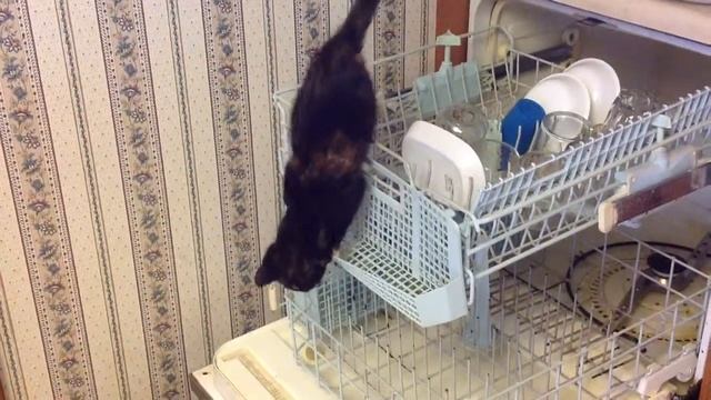 My new dishwasher смотреть онлайн