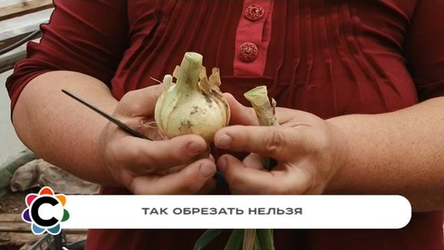 Подготовка лука к зимнему хранению смотреть онлайн