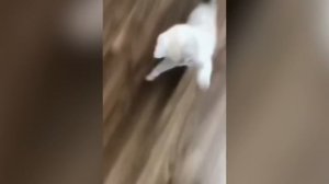 ПРИКОЛЫ С КОШКАМИ №466 Смешные Коты И Котята! Самые Милые И Прикольные!.mp4