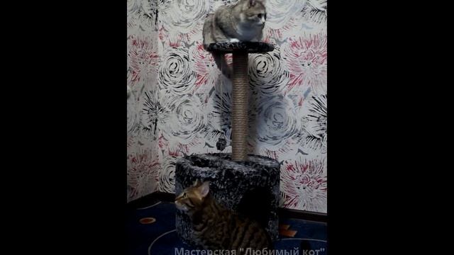 Домик для кошек смотреть онлайн