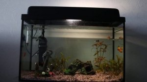 Аквариум 60 литров. Запуск. Что покупать.