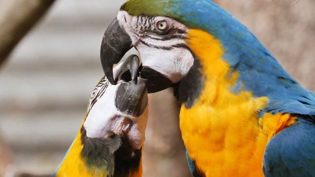 Wildlife Photography In 4K And 8K Ultra HD Video, Owl And Chameleon In 8K 60FPS TVs Resolution