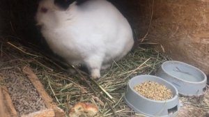 Дезинфекция клеток/ Пропаиваем марганцовкой кроликов!!!!/калифорнийские кролики