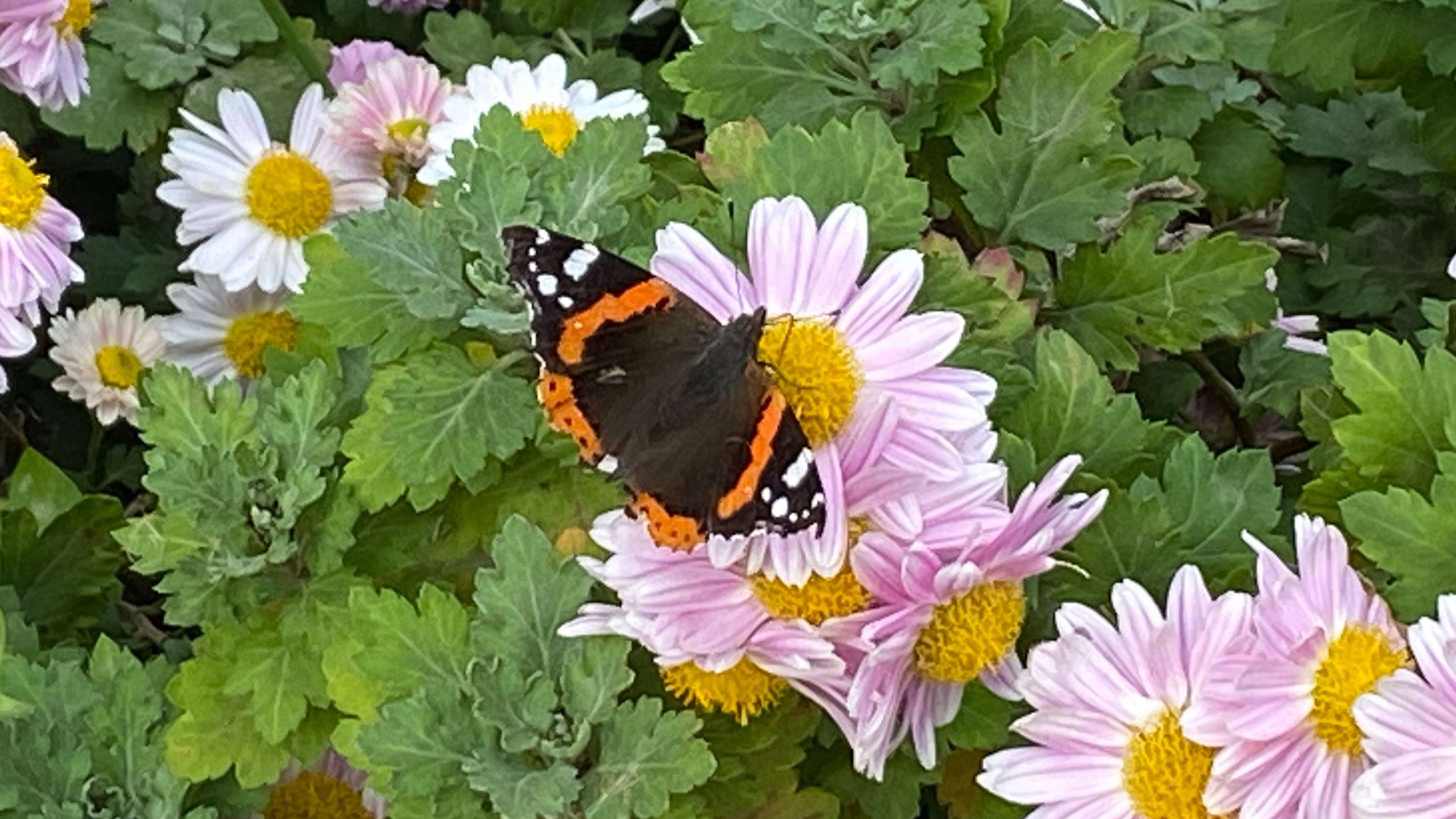 Цветы и бабочки - это самое прекрасное в этом мире, и лето дарит нам эту красоту. смотреть онлайн