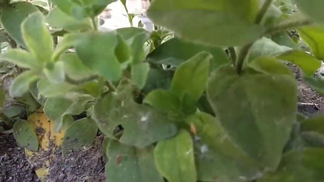 Петунья Видео Садовые цветы смотреть онлайн